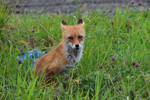 Gon, the little fox：『ごんぎつね』を読んで毎回泣く